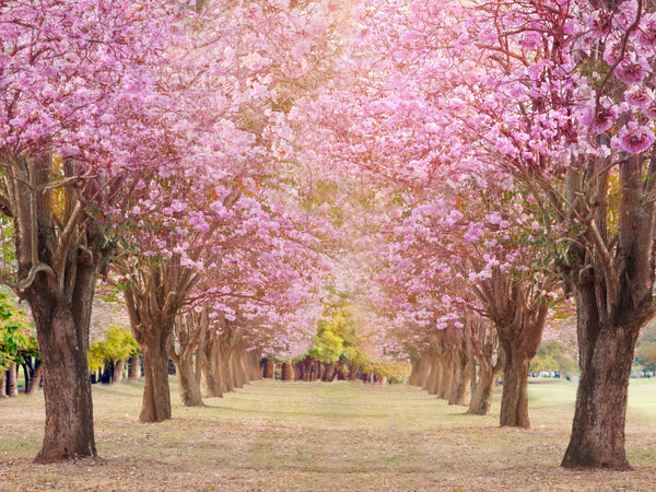 Blossoms Orchard Wall Print